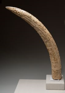 Image of Royal Tusk