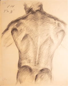 Image of Anatomical sketch of male back 