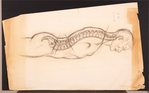 Image of Anatomical sketch